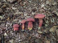 Boletus carminiporus image