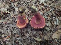 Boletus carminiporus image