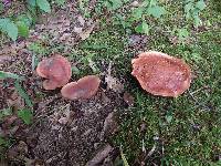 Boletus carminiporus image