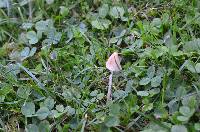 Conocybe apala image