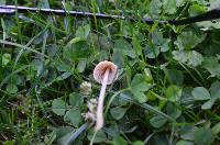 Conocybe apala image