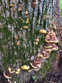 Phellinus gilvus image