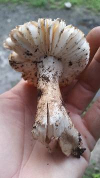 Amanita volvata image