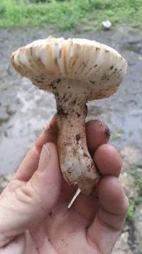 Amanita volvata image