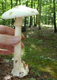 Amanita brunnescens var. pallida image