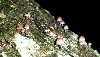 Mycena corticola image