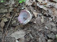 Russula mariae image