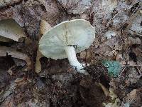 Leucopaxillus laterarius image