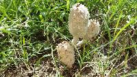 Coprinus calyptratus image