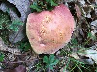 Boletus pallidoroseus image