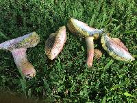 Boletus patrioticus image