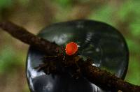 Sarcoscypha occidentalis image