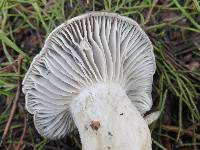 Hygrophorus marzuolus image