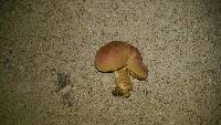 Boletus patrioticus image