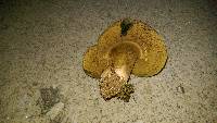 Boletus patrioticus image