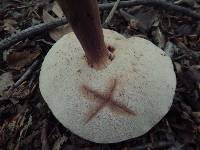 Tylopilus felleus image