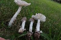 Amanita sect. Vaginatae image