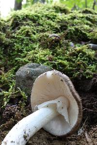 Amanita submaculata image