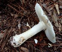 Amanita canescens image