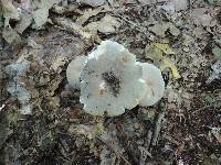 Russula modesta image