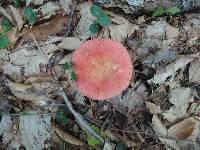 Russula flavisiccans image