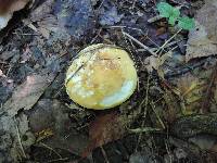 Russula ochroleucoides image