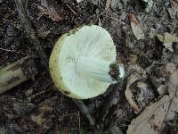 Russula ochroleucoides image