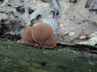 Simocybe centunculus var. centunculus image