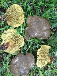 Boletinellus merulioides image