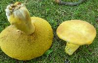 Boletus auripes image