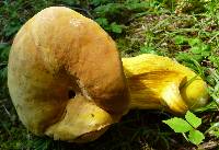 Boletus auripes image