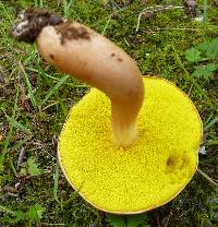 Aureoboletus auriporus image