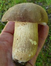 Polyporus leptocephalus image