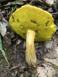 Aureoboletus innixus image