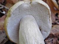 Boletus nobilis image