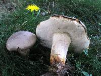 Retiboletus griseus image