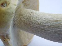 Boletus nobilis image