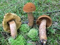 Leccinum rugosiceps image