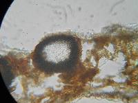 Mycosphaerella pteridis image