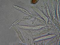 Mycosphaerella pteridis image