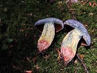 Boletus vermiculosus image