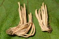 Clavaria fumosa image