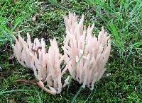 Clavaria fumosa image