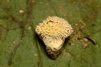 Lycoperdon marginatum image