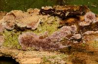 Trichaptum abietinum image