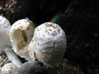 Coprinopsis variegata image