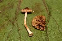 Inocybe cicatricata image