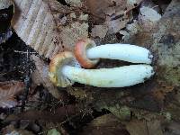 Russula flavisiccans image