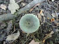 Russula redolens image