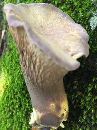 Gomphus clavatus image